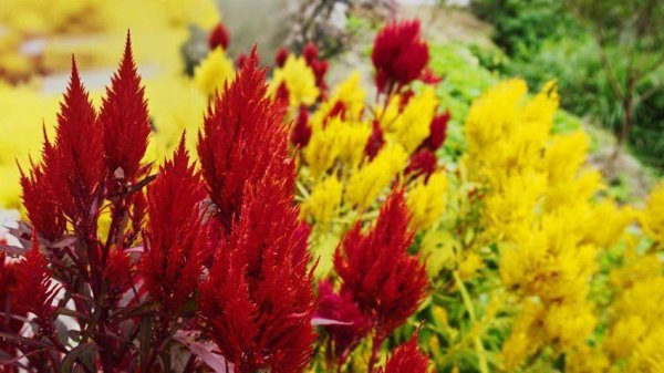 优配物料 鹤峰：凤尾花点亮庙湾之秋